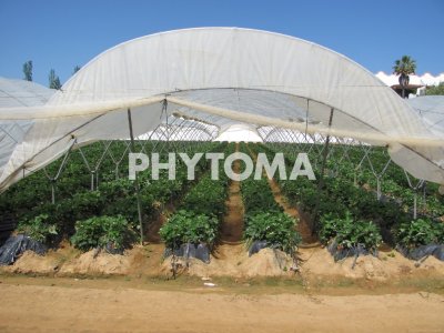 Macrotúneles en campos de producción de fruto de fresa de la provincia de Huelva